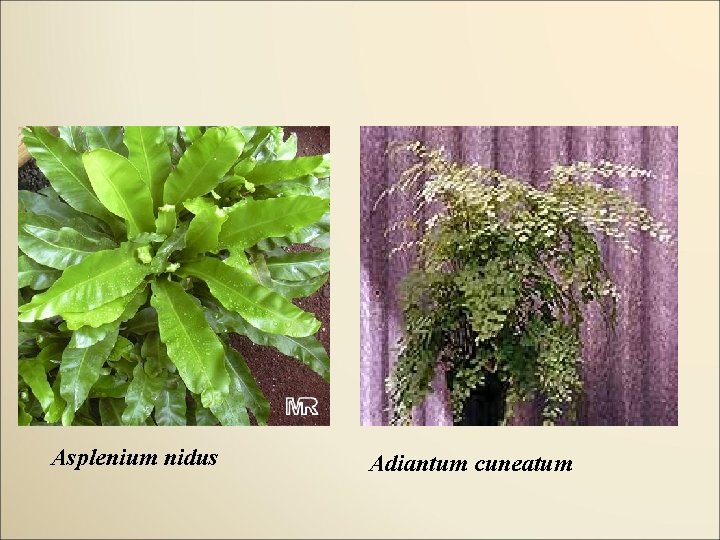 Asplenium nidus Adiantum cuneatum 