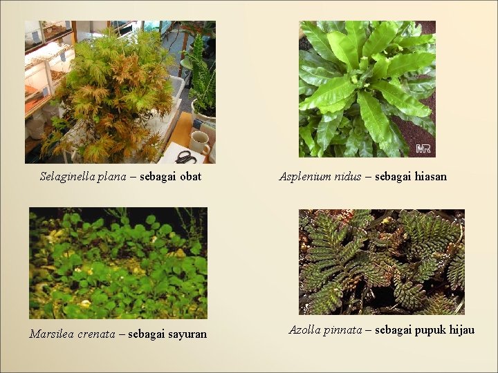 Selaginella plana – sebagai obat Marsilea crenata – sebagai sayuran Asplenium nidus – sebagai