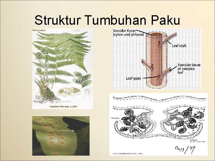 Struktur Tumbuhan Paku 