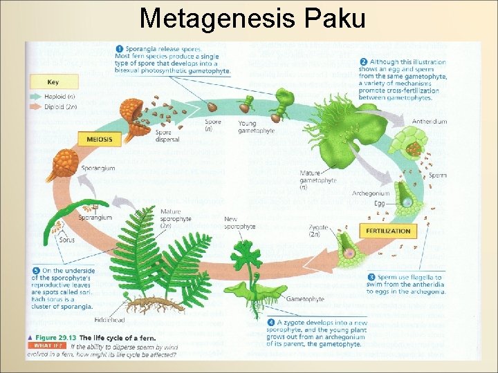 Metagenesis Paku 