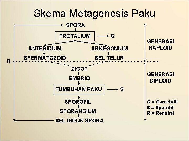 Skema Metagenesis Paku SPORA PROTALIUM ANTERIDIUM G ARKEGONIUM GENERASI HAPLOID SPERMATOZOID SEL TELUR R-----------------------ZIGOT