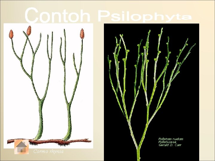 Psilotum Cormo rhynia 