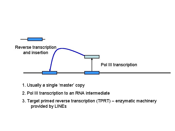 Reverse transcription and insertion Pol III transcription 1. Usually a single ‘master’ copy 2.