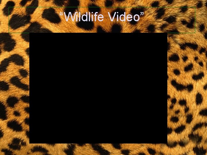 “Wildlife Video” 