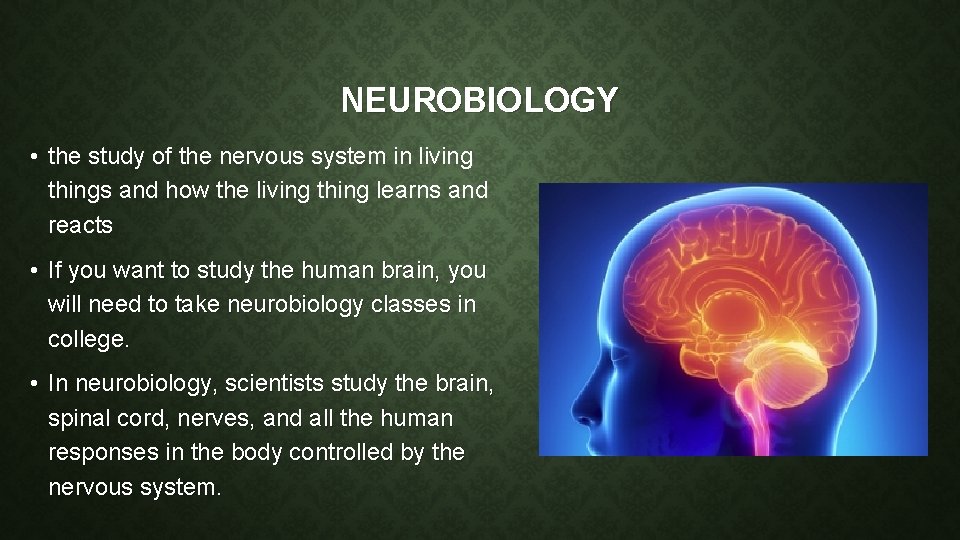NEUROBIOLOGY • the study of the nervous system in living things and how the