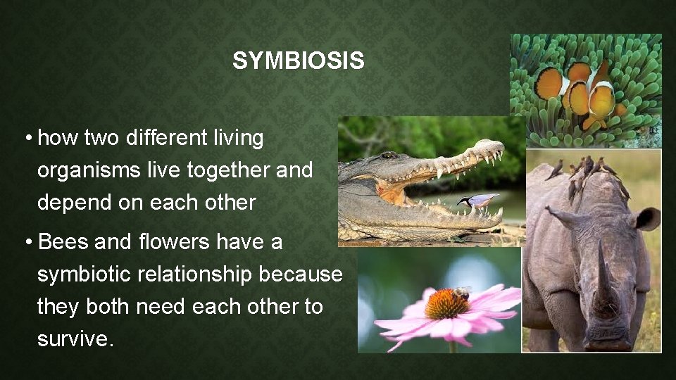 SYMBIOSIS • how two different living organisms live together and depend on each other