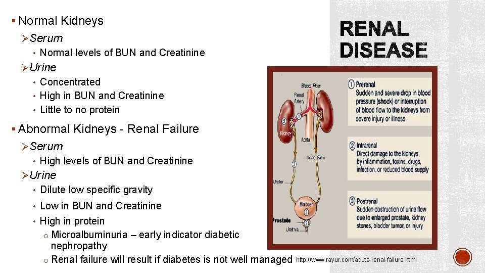 § Normal Kidneys ØSerum • Normal levels of BUN and Creatinine ØUrine • Concentrated