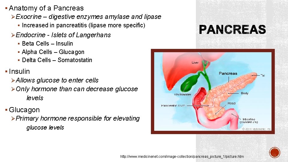 § Anatomy of a Pancreas ØExocrine – digestive enzymes amylase and lipase § Increased