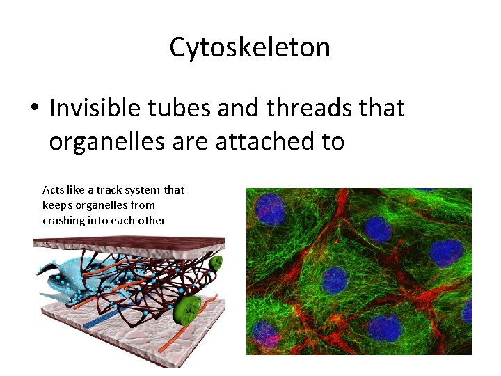 Cytoskeleton • Invisible tubes and threads that organelles are attached to Acts like a