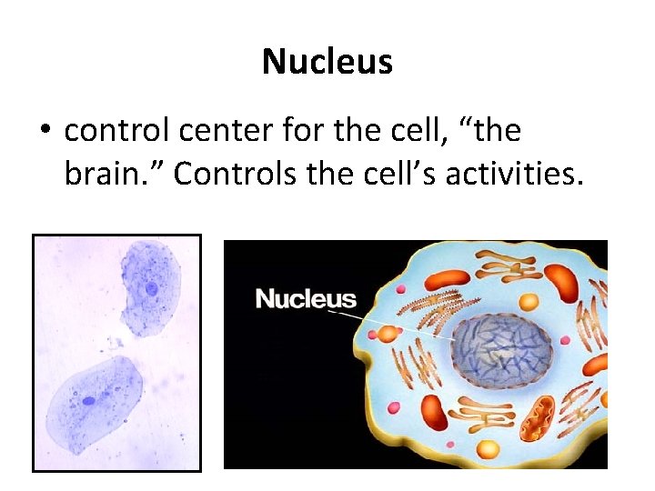 Nucleus • control center for the cell, “the brain. ” Controls the cell’s activities.