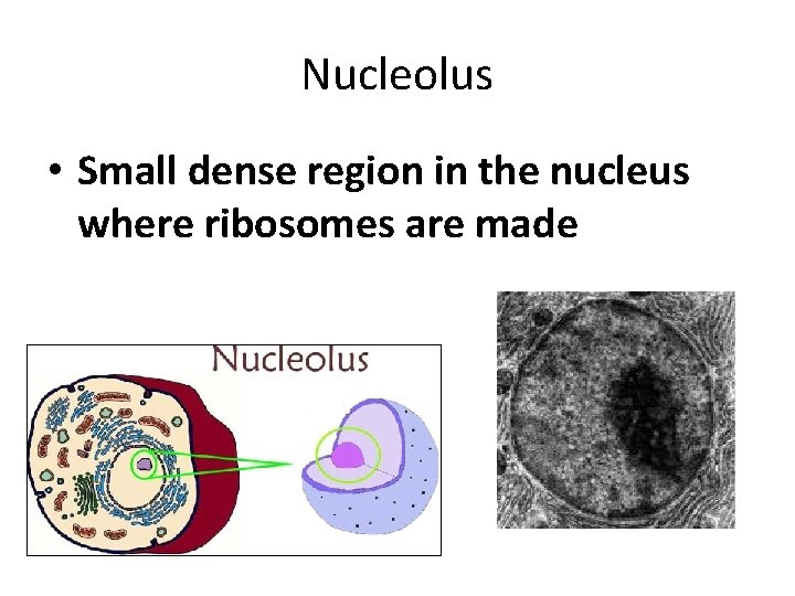 Nucleolus • Small dense region in the nucleus where ribosomes are made 