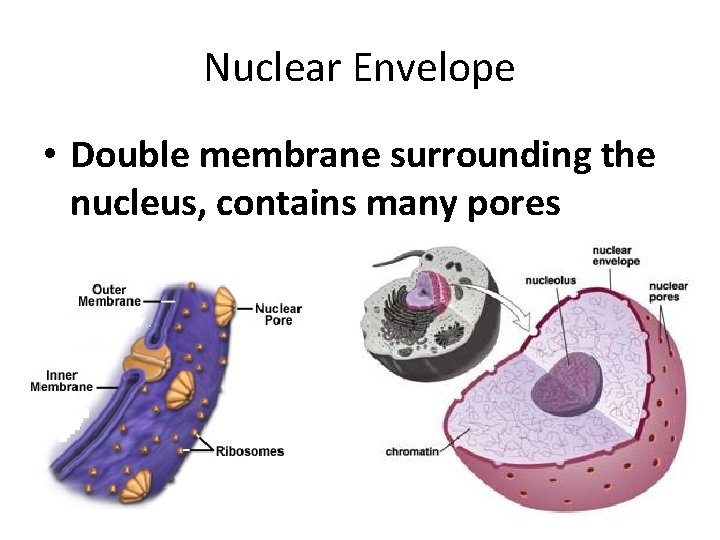 Nuclear Envelope • Double membrane surrounding the nucleus, contains many pores 