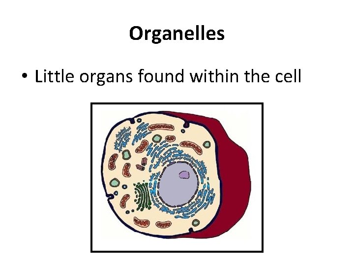 Organelles • Little organs found within the cell 