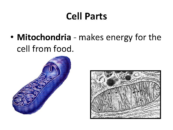 Cell Parts • Mitochondria - makes energy for the cell from food. 