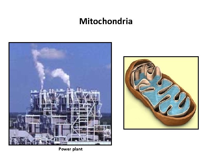 Mitochondria Power plant 