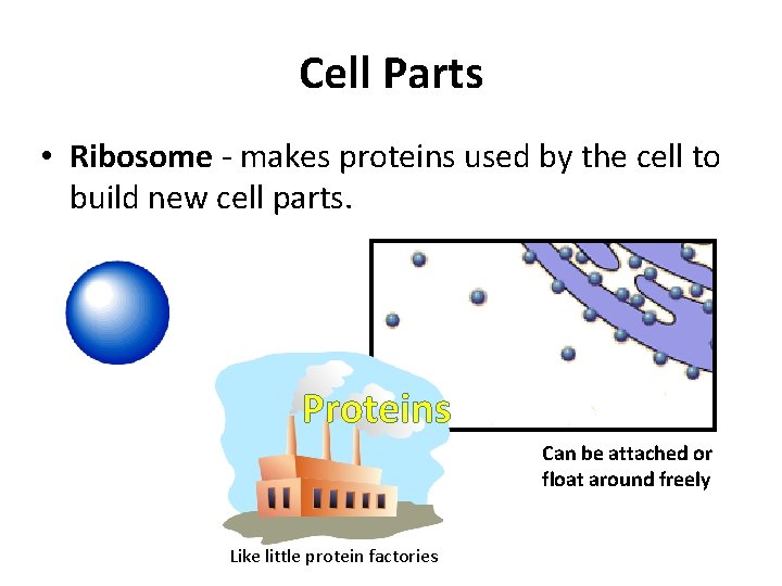 Cell Parts • Ribosome - makes proteins used by the cell to build new