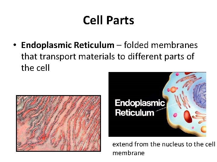 Cell Parts • Endoplasmic Reticulum – folded membranes that transport materials to different parts