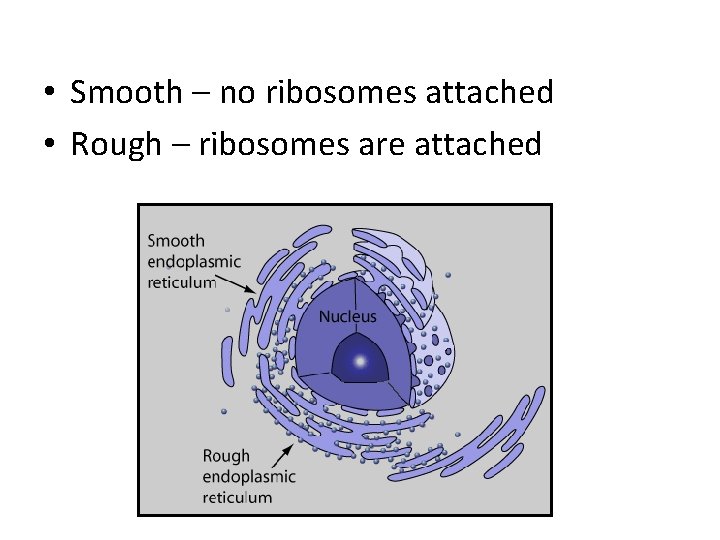  • Smooth – no ribosomes attached • Rough – ribosomes are attached 
