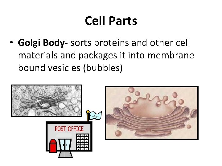 Cell Parts • Golgi Body- sorts proteins and other cell materials and packages it