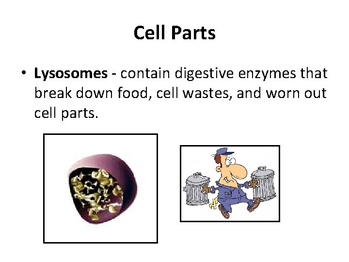 Cell Parts • Lysosomes - contain digestive enzymes that break down food, cell wastes,