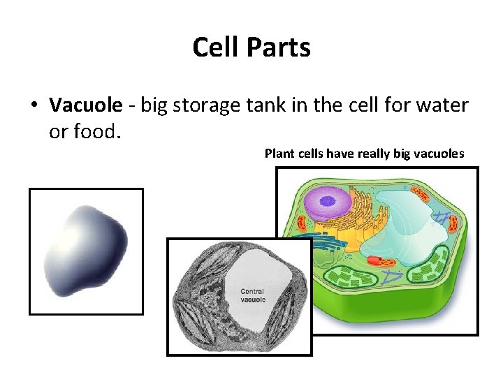 Cell Parts • Vacuole - big storage tank in the cell for water or