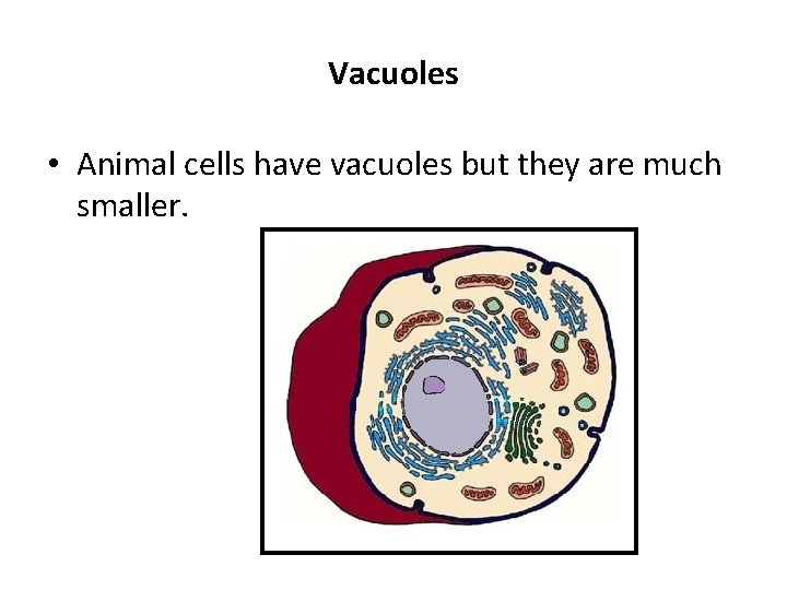 Vacuoles • Animal cells have vacuoles but they are much smaller. 