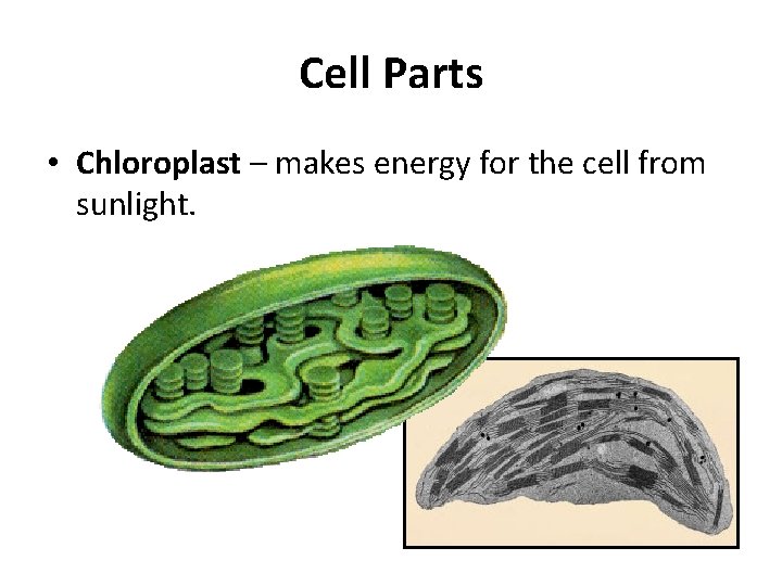 Cell Parts • Chloroplast – makes energy for the cell from sunlight. 