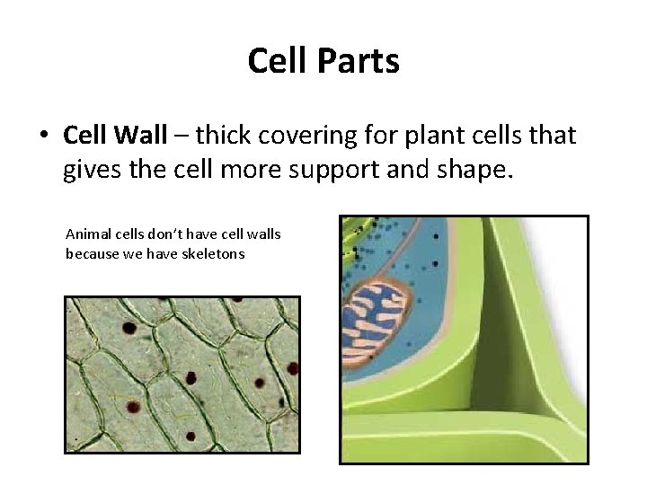Cell Parts • Cell Wall – thick covering for plant cells that gives the