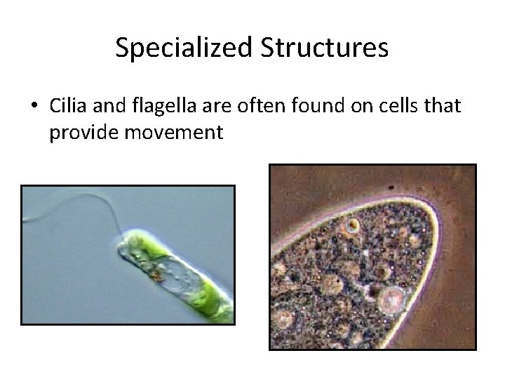 Specialized Structures • Cilia and flagella are often found on cells that provide movement