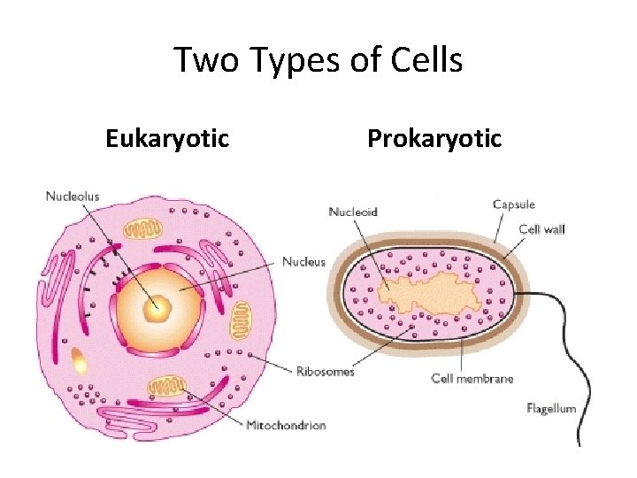 Two Types of Cells Eukaryotic Prokaryotic 