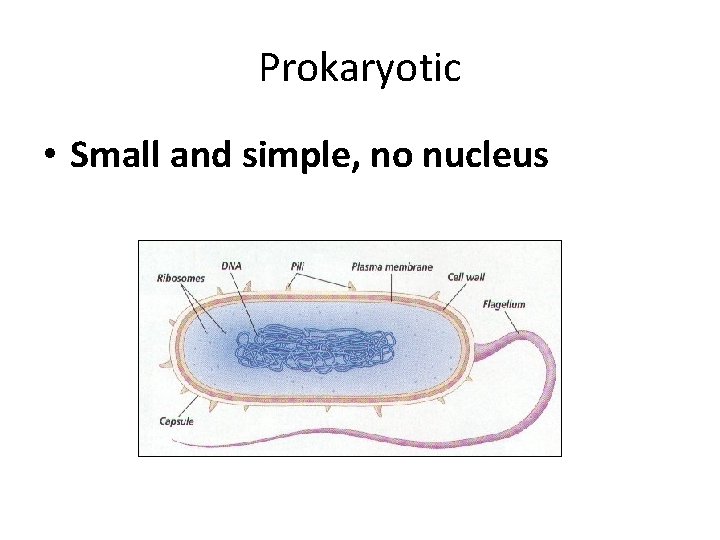 Prokaryotic • Small and simple, no nucleus 