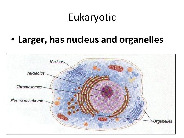 Eukaryotic • Larger, has nucleus and organelles 