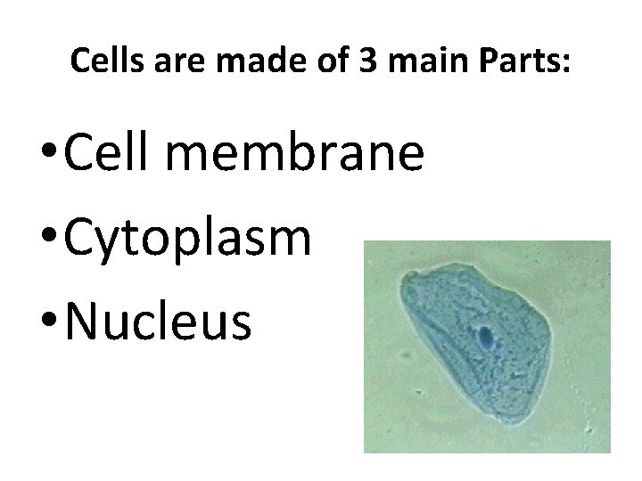 Cells are made of 3 main Parts: • Cell membrane • Cytoplasm • Nucleus