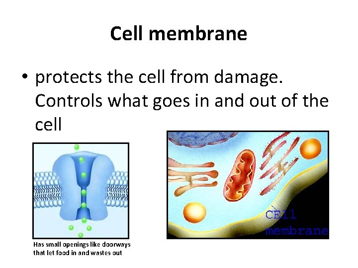 Cell membrane • protects the cell from damage. Controls what goes in and out