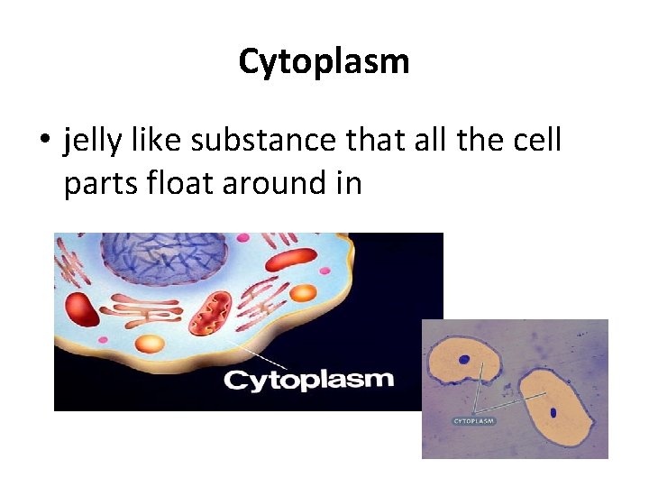 Cytoplasm • jelly like substance that all the cell parts float around in 