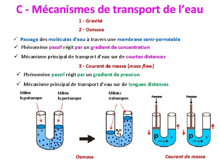 C - Mécanismes de transport de l’eau 1 - Gravité 2 - Osmose ü