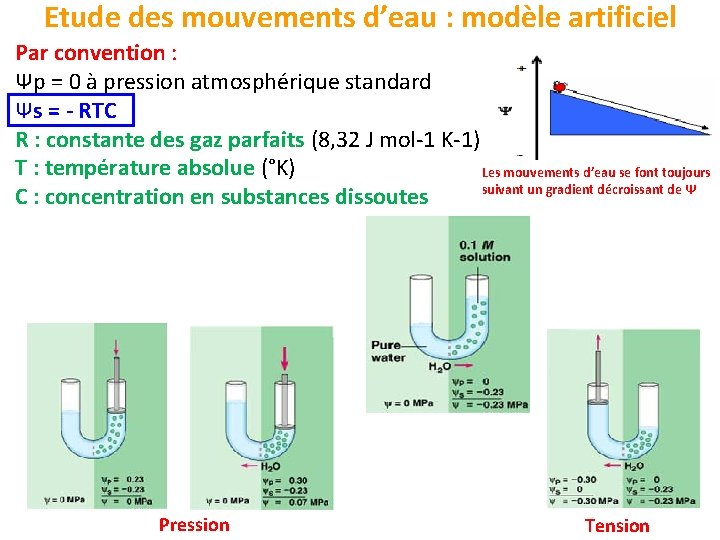 Etude des mouvements d’eau : modèle artificiel Par convention : Ψp = 0 à