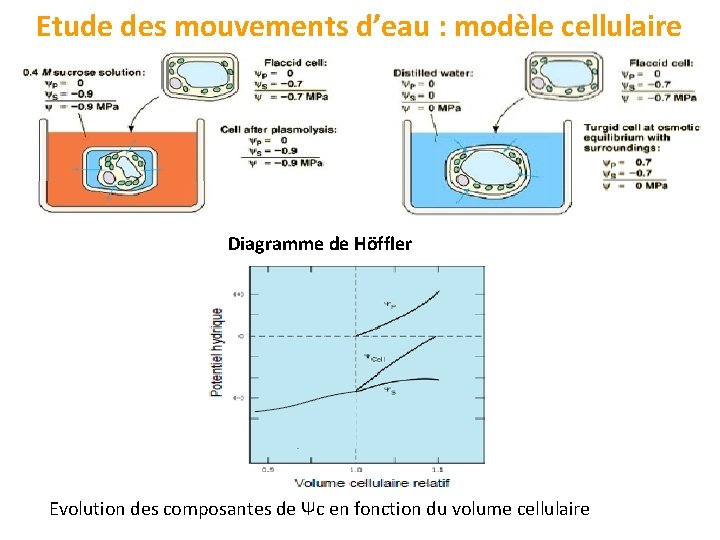 Etude des mouvements d’eau : modèle cellulaire Diagramme de Höffler Evolution des composantes de