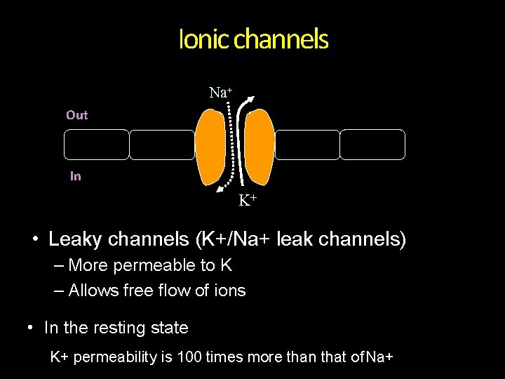 Ionic channels Na+ Out In K+ • Leaky channels (K+/Na+ leak channels) – More Ionic channels Na+ Out In K+ • Leaky channels (K+/Na+ leak channels) – More
