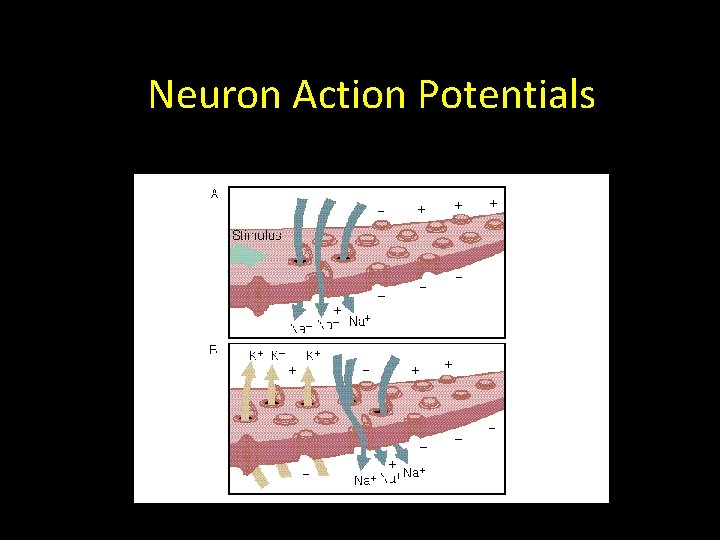 Neuron Action Potentials Neuron Action Potentials