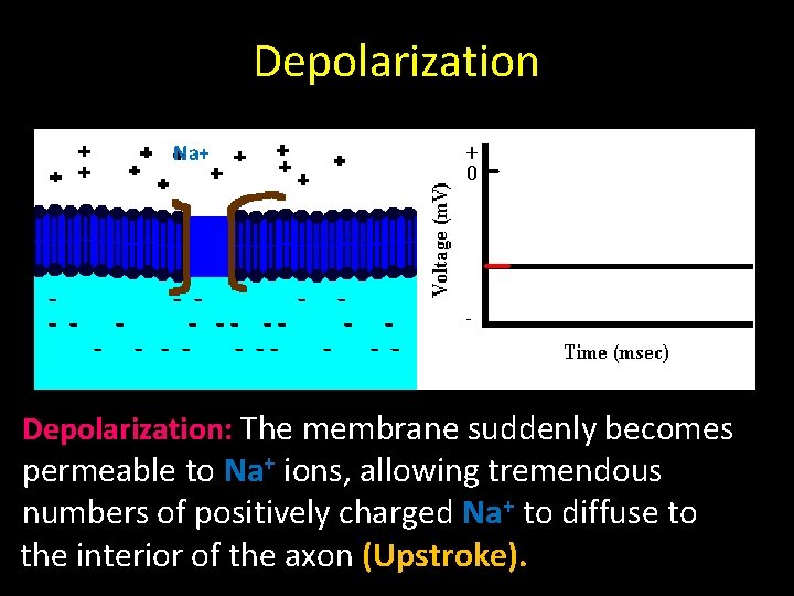 Depolarization Na+ Depolarization: The membrane suddenly becomes permeable to Na+ ions, allowing tremendous numbers Depolarization Na+ Depolarization: The membrane suddenly becomes permeable to Na+ ions, allowing tremendous numbers