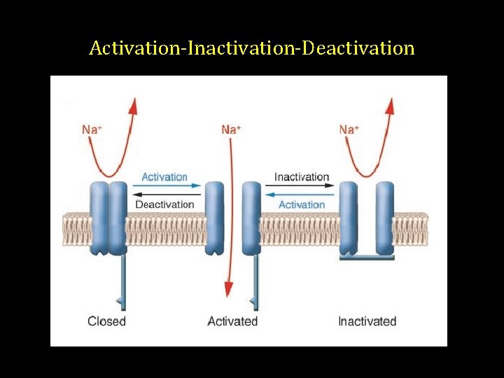 Activation-Inactivation-Deactivation Activation-Inactivation-Deactivation