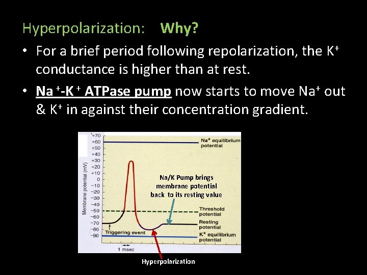 Hyperpolarization: Why? • For a brief period following repolarization, the K+ conductance is higher Hyperpolarization: Why? • For a brief period following repolarization, the K+ conductance is higher