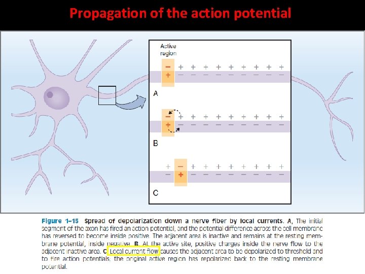 Propagation of the action potential Propagation of the action potential