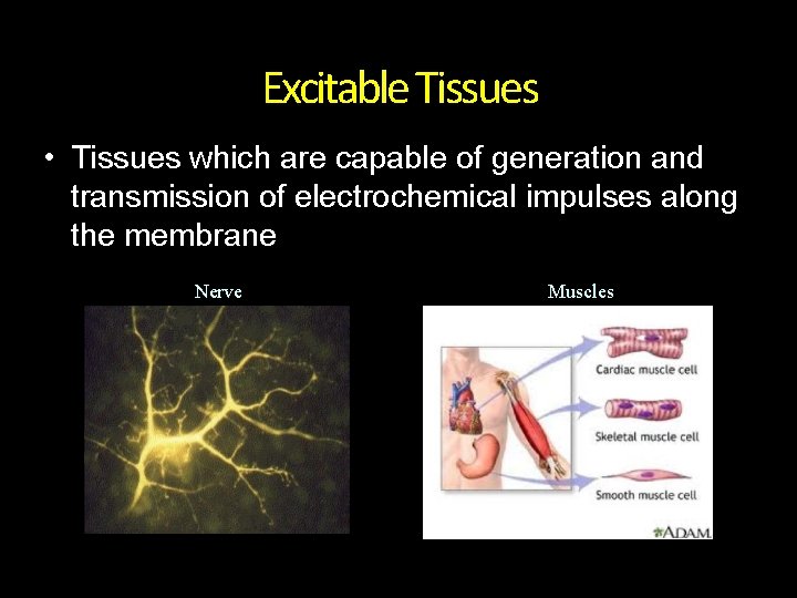 Excitable Tissues • Tissues which are capable of generation and transmission of electrochemical impulses Excitable Tissues • Tissues which are capable of generation and transmission of electrochemical impulses