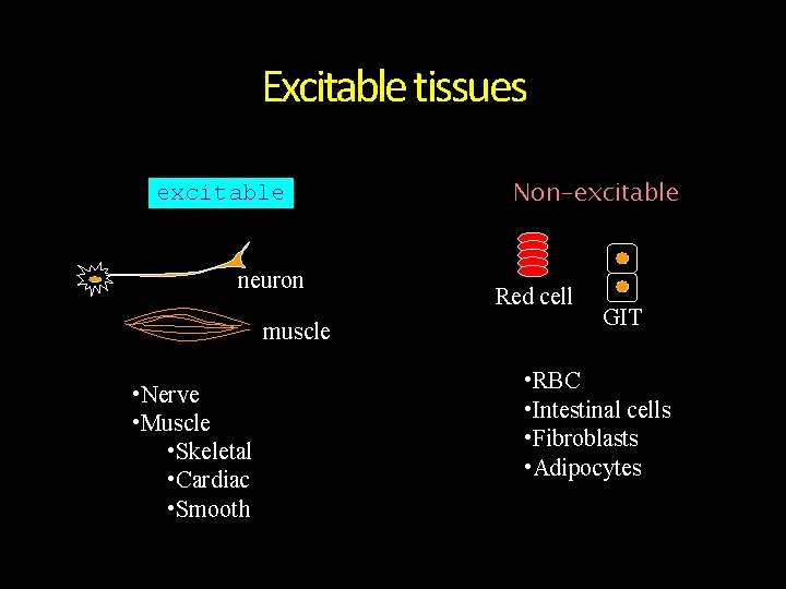 Excitable tissues excitable neuron muscle • Nerve • Muscle • Skeletal • Cardiac • Excitable tissues excitable neuron muscle • Nerve • Muscle • Skeletal • Cardiac •