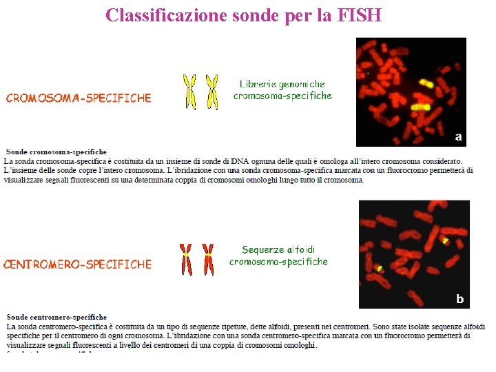 Classificazione sonde per la FISH 