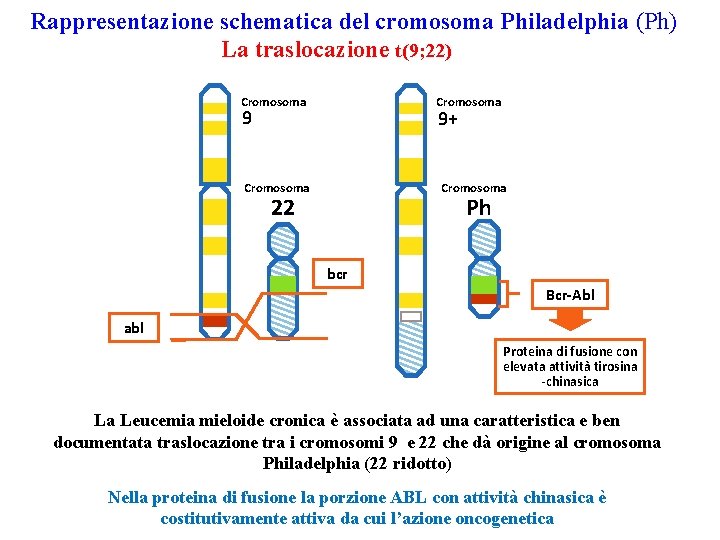 Rappresentazione schematica del cromosoma Philadelphia (Ph) La traslocazione t(9; 22) Cromosoma 9 9+ Cromosoma