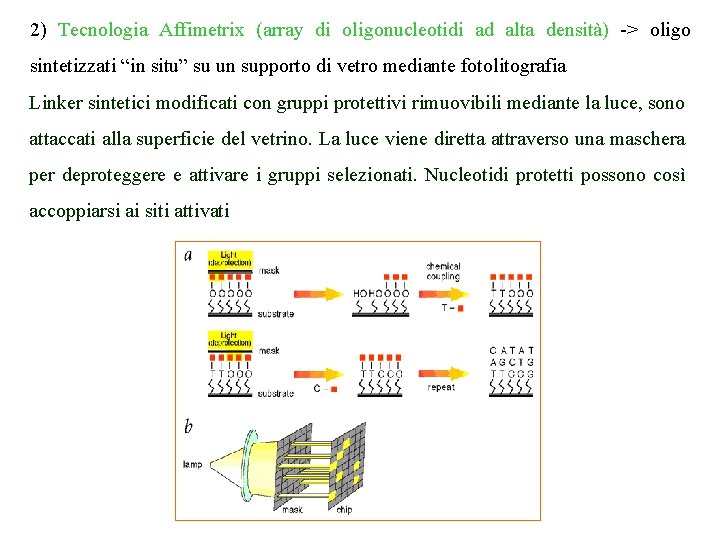 2) Tecnologia Affimetrix (array di oligonucleotidi ad alta densità) -> oligo sintetizzati “in situ”