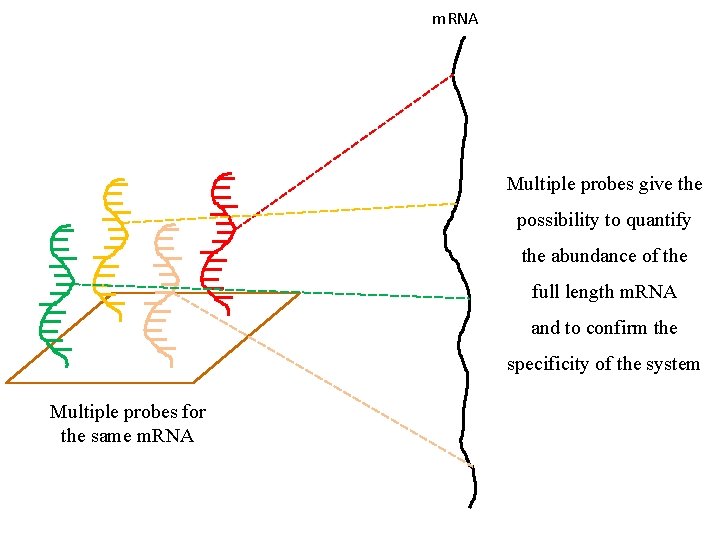 m. RNA Multiple probes give the possibility to quantify the abundance of the full